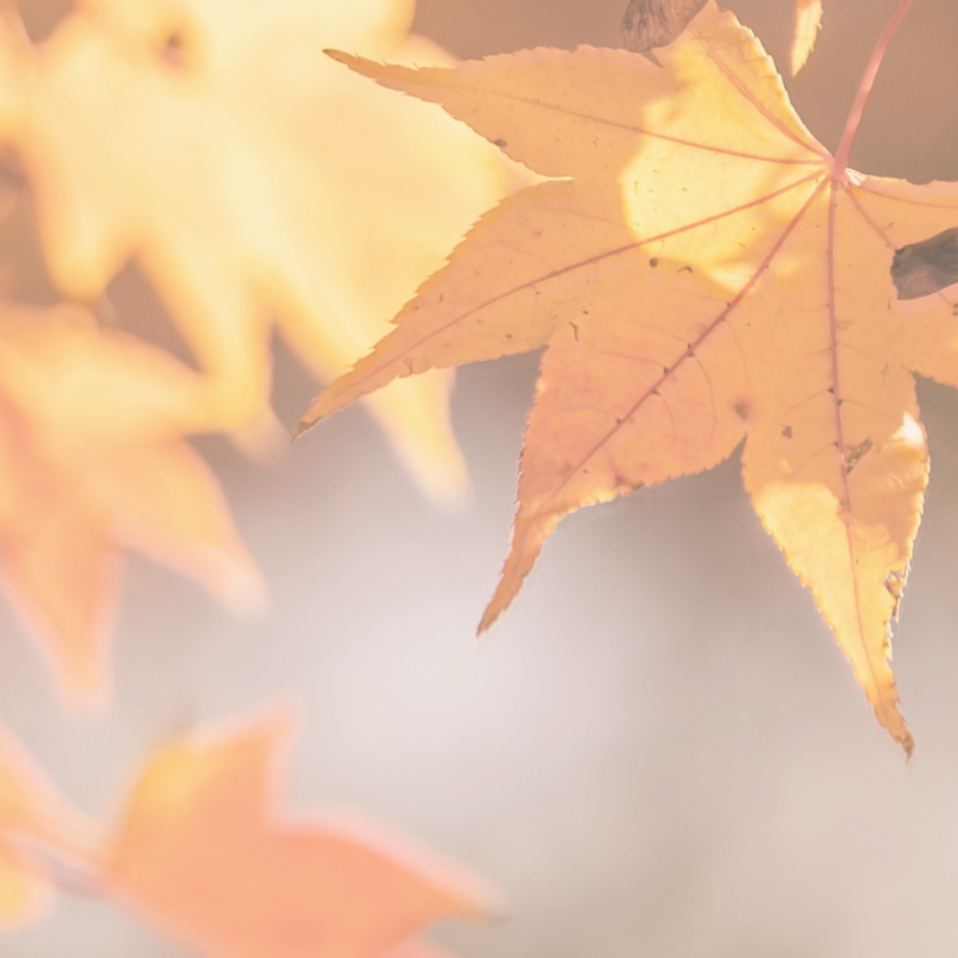 Autumn leaves