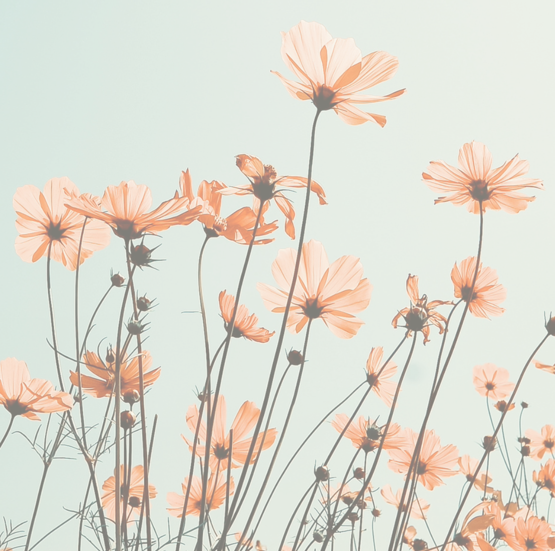 flowers blooming