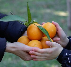 two people holding a bunch of mandarins