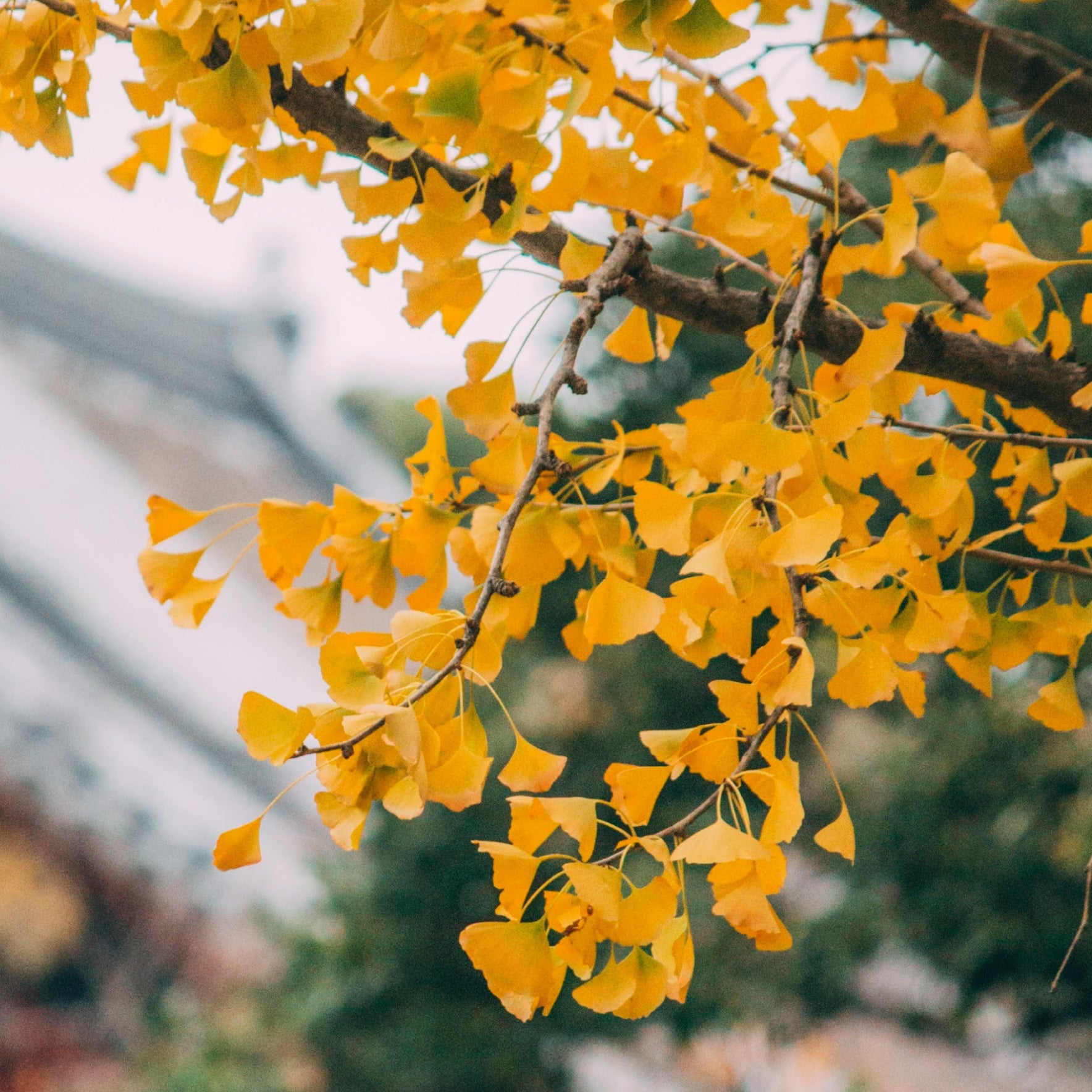 Gingko tree leaves turning yellow